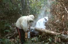 Apicultores A´uwé capturam enxames no território de Sangradouro. Foto Laércio Miranda