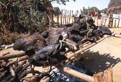 Carne de caça assada para não estragar. Foto Laercio Miranda