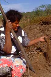 Mulher colhendo cará. Pi´õ te tsapó´o mo´oni. Foto Margarida Aguadé
