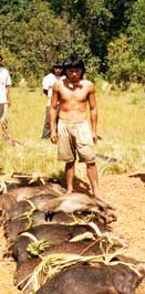 Caçadores (o noivo e seus irmão e primos e a família da moça) com os caitetus para oferecer ao danhõ´rebdzu´wa (padrinho da noiva). Foto Francisco Junior