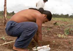 Plantando árvore na aldeia Abelhinha para fazer sombra. Te´re dza´ra wede daró Idzô´uhu amã awada. Foto Fernando Zambada