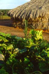 Abóbora, jaca e cana na roça familiar (atras da casa). Foto Xanda de Biase