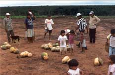 Velho divide a primeira colheita de abóboras. Foto Hiparidi D. Top'tiro